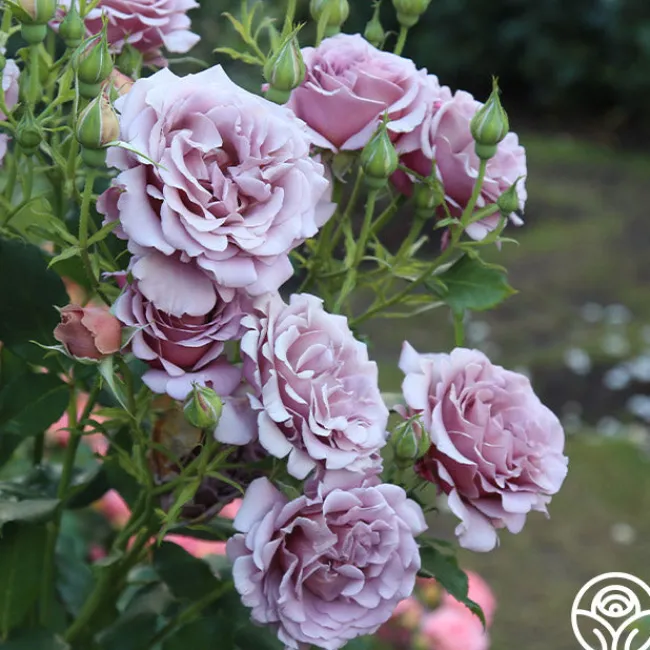 Koko Loko™>Heirloom Roses Sale