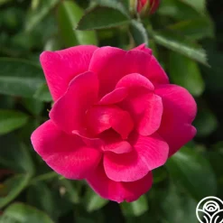 Kolorscape® Flamingo>Heirloom Roses Online