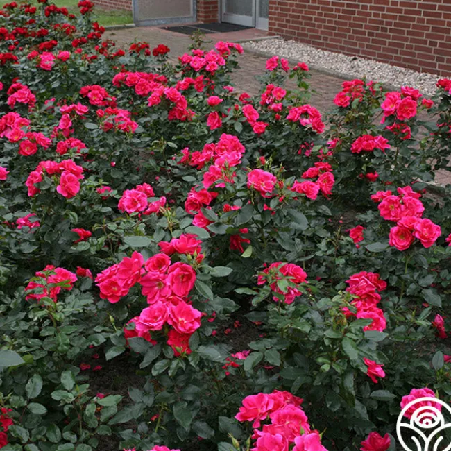Kolorscape® Flamingo>Heirloom Roses Online