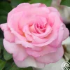 La Fleurette>Heirloom Roses Discount