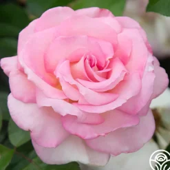 La Fleurette>Heirloom Roses Discount