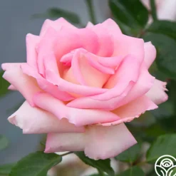 La Fleurette>Heirloom Roses Discount