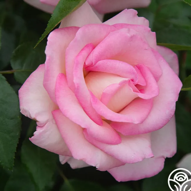 La Fleurette>Heirloom Roses Discount