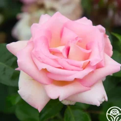 La Fleurette><noscript><img width=