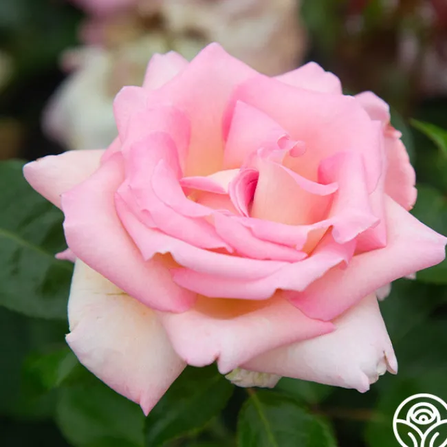 La Fleurette>Heirloom Roses Discount