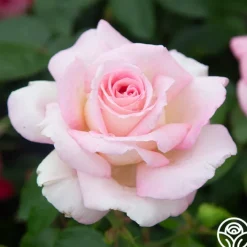 La Fleurette><noscript><img width=