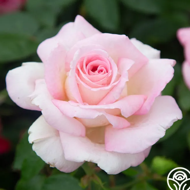 La Fleurette>Heirloom Roses Discount