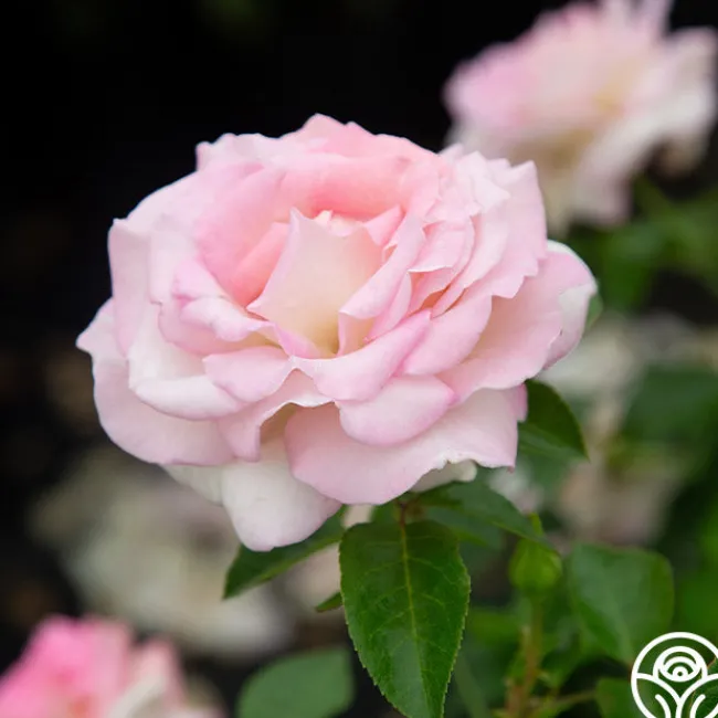 La Fleurette>Heirloom Roses Discount