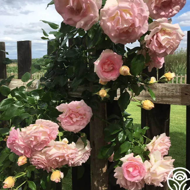 La Fleurette>Heirloom Roses Discount