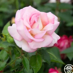La Fleurette><noscript><img width=