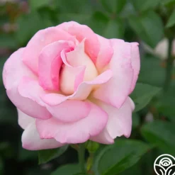 La Fleurette><noscript><img width=