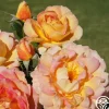 La Parisienne>Heirloom Roses Hot