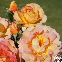 La Parisienne>Heirloom Roses Hot