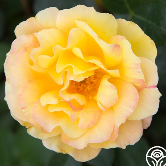 La Parisienne>Heirloom Roses Hot