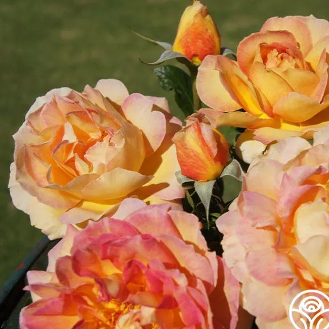 La Parisienne>Heirloom Roses Hot