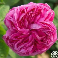La Reine>Heirloom Roses Online