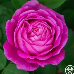 La Reine>Heirloom Roses Online
