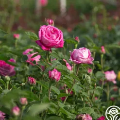 La Reine><noscript><img width=