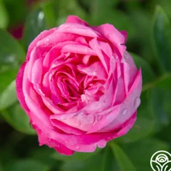 La Reine><noscript><img width=