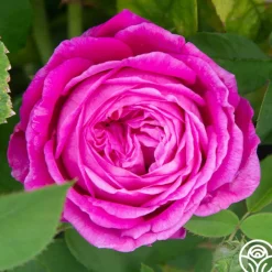 La Reine><noscript><img width=