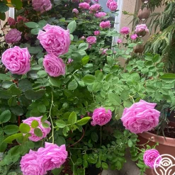 La Reine><noscript><img width=