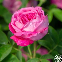 La Reine><noscript><img width=