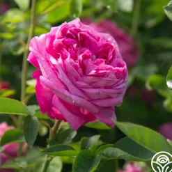 La Reine><noscript><img width=