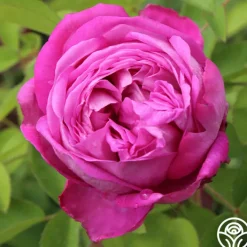 La Reine><noscript><img width=