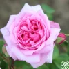 La Ville de Bruxelles>Heirloom Roses Discount