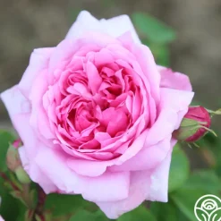 La Ville de Bruxelles>Heirloom Roses Discount