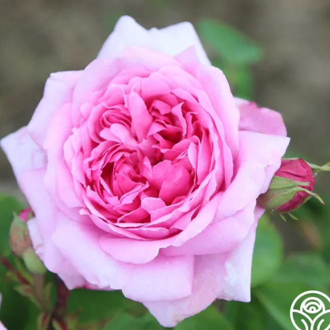 La Ville de Bruxelles>Heirloom Roses Discount