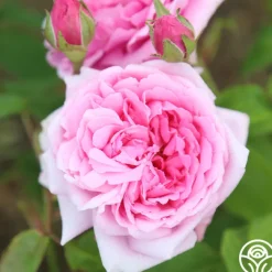 La Ville de Bruxelles>Heirloom Roses Discount