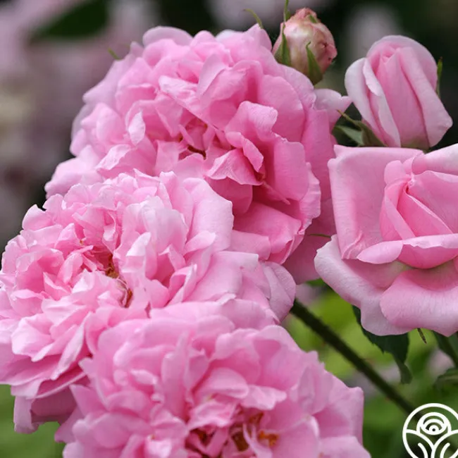 La Ville de Bruxelles>Heirloom Roses Discount