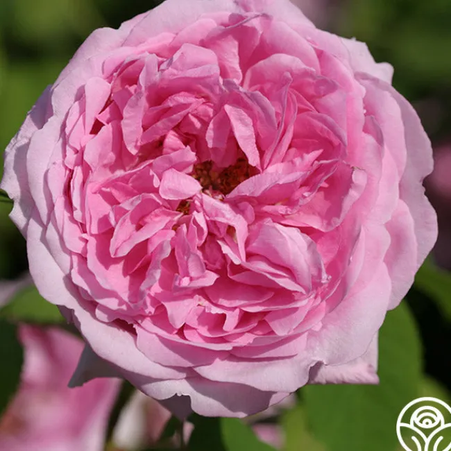 La Ville de Bruxelles>Heirloom Roses Discount