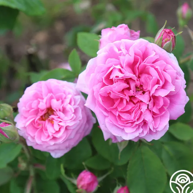 La Ville de Bruxelles>Heirloom Roses Discount