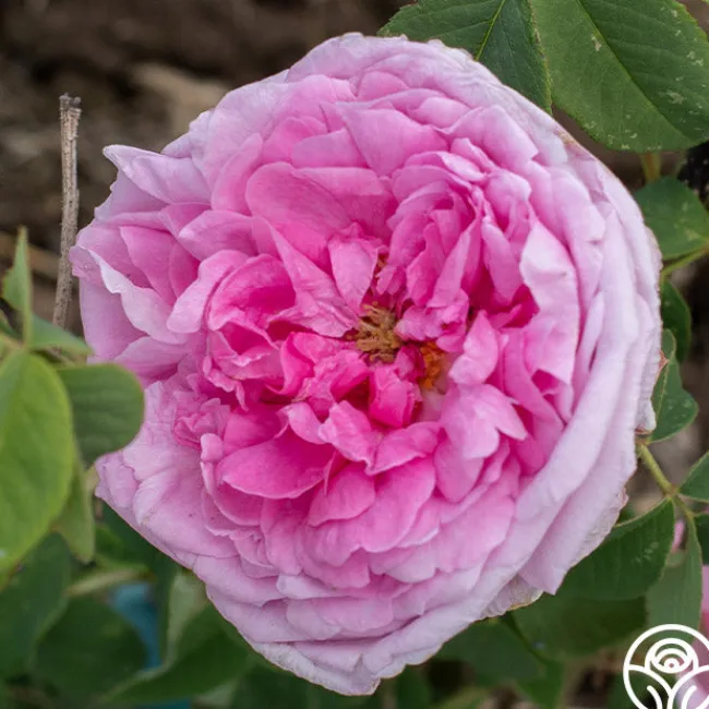 La Ville de Bruxelles>Heirloom Roses Discount