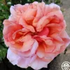 Lady Ashe>Heirloom Roses New