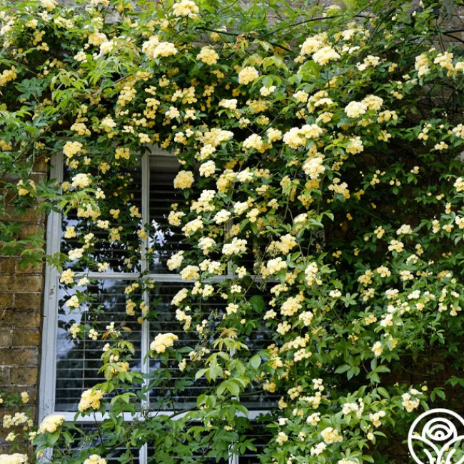 Lady Banks>Heirloom Roses Clearance