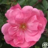 Lady Elsie May™>Heirloom Roses Hot