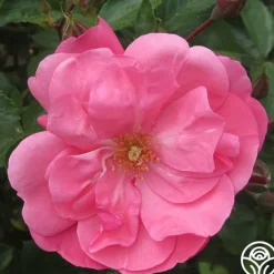 Lady Elsie May™>Heirloom Roses Hot
