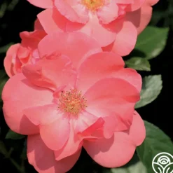 Lady Elsie May™>Heirloom Roses Hot