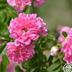 Lady Gay>Heirloom Roses