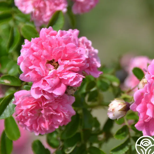 Lady Gay>Heirloom Roses
