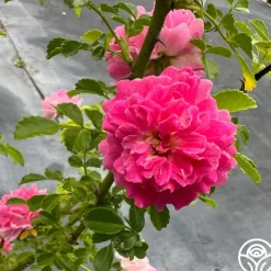 Lady Gay>Heirloom Roses