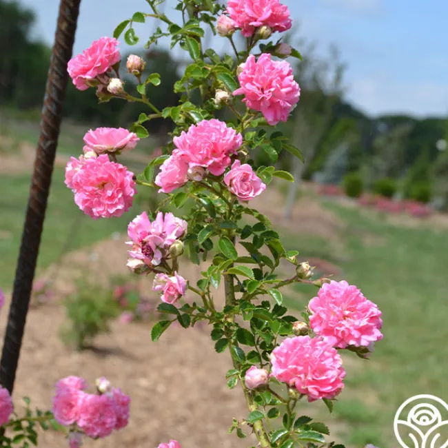 Lady Gay>Heirloom Roses