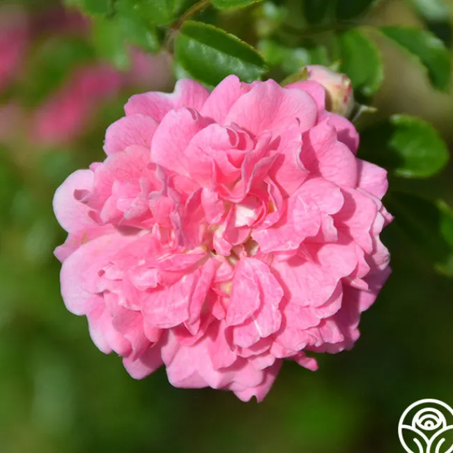 Lady Gay>Heirloom Roses