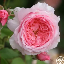 Lady Heirloom™>Heirloom Roses