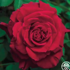 Lady In Red™>Heirloom Roses New