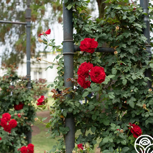 Lady In Red™>Heirloom Roses New