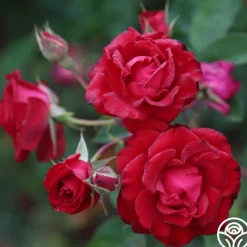 Lady In Red™><noscript><img width=
